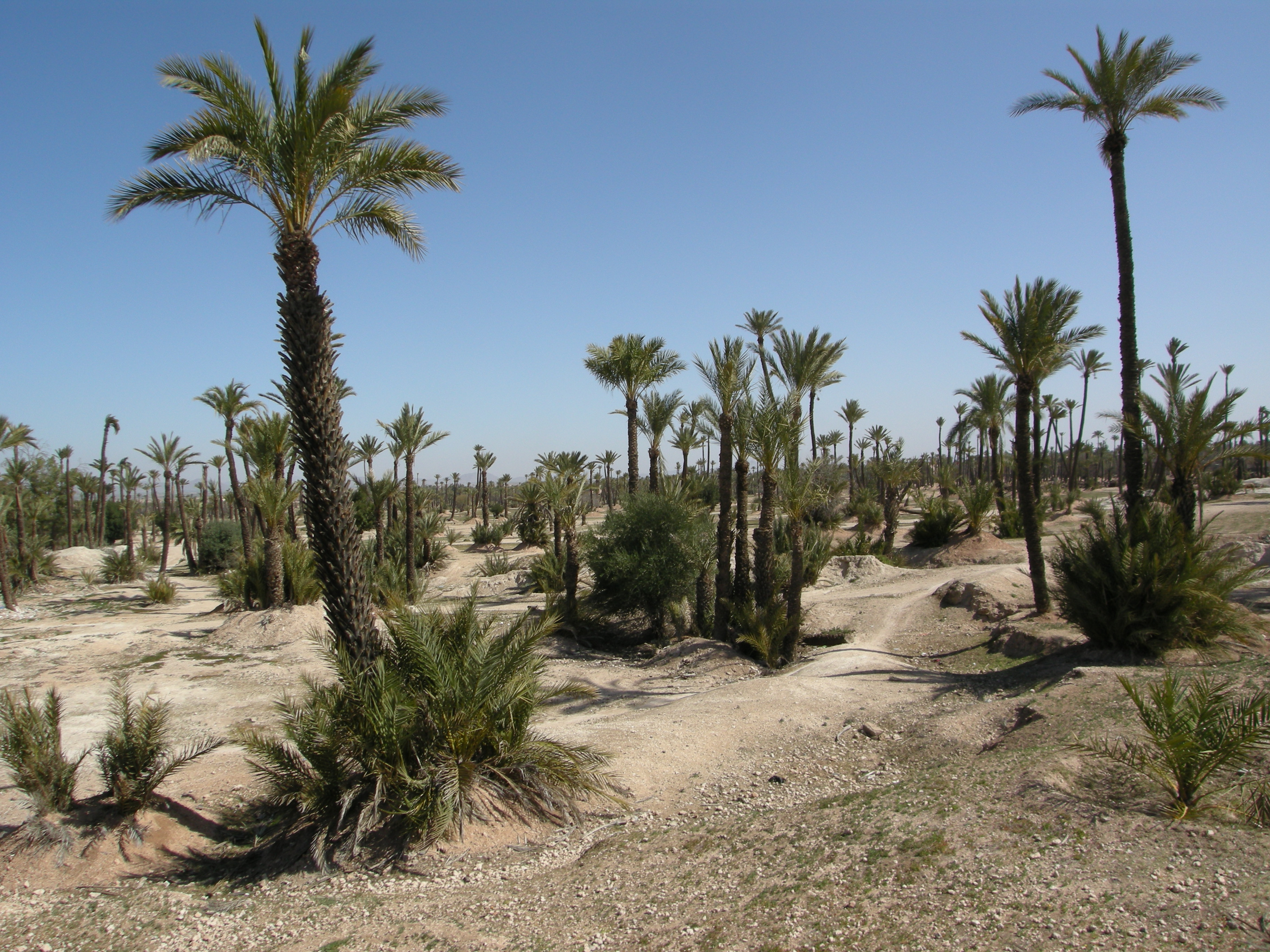 Gardens and surroundings
